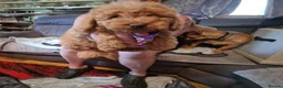 Cavapoo dogs for sale: Gorgeous toy Cava poos ready for their new homes! - Advert 2