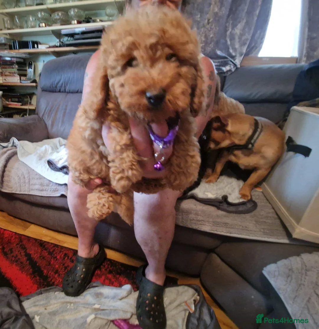 Cavapoo dogs for sale: Gorgeous toy Cava poos ready for their new homes! - Advert 2
