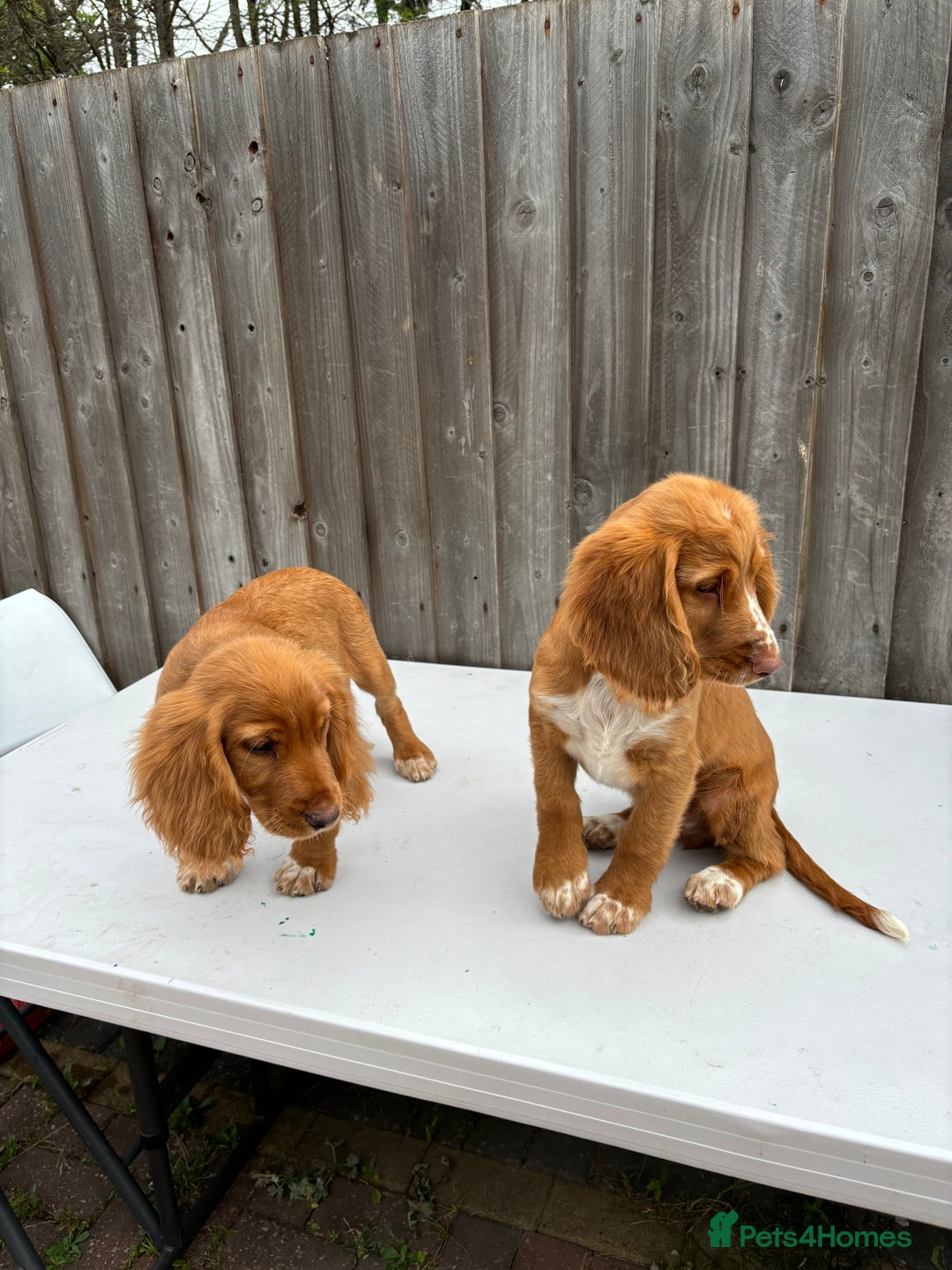 Cocker Spaniel dogs for sale: Cocker spaniel puppy’s  - Image 6