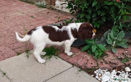 English Springer Spaniel dogs for sale: 🐾Beautiful KC Registered ES Spaniel Puppies🐾 - Image 23