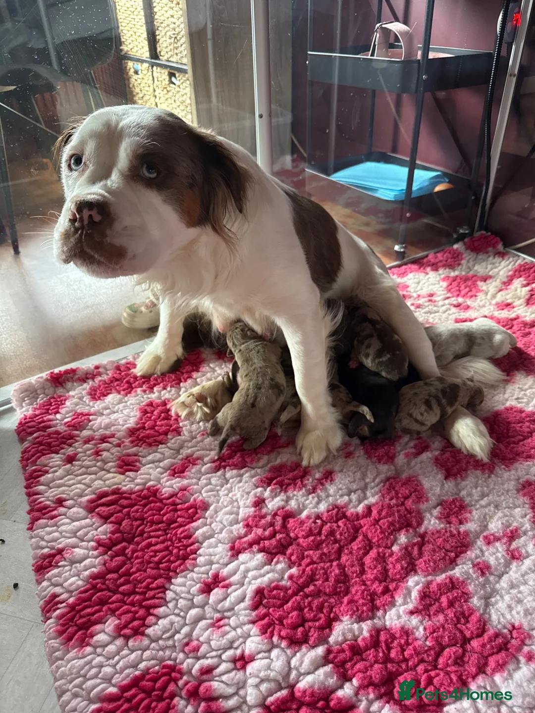 Olde English Bulldogge dogs for sale: OUTSTANDING FLUFFY OLDE ENGLISH BULLDOG PUPPIES - Advert 2