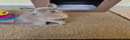 Burmese cats for sale: Gorgeous Pedigree Burmese Kittens - Advert 21
