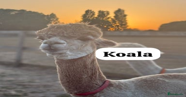 Alpaca livestock - Advert 7