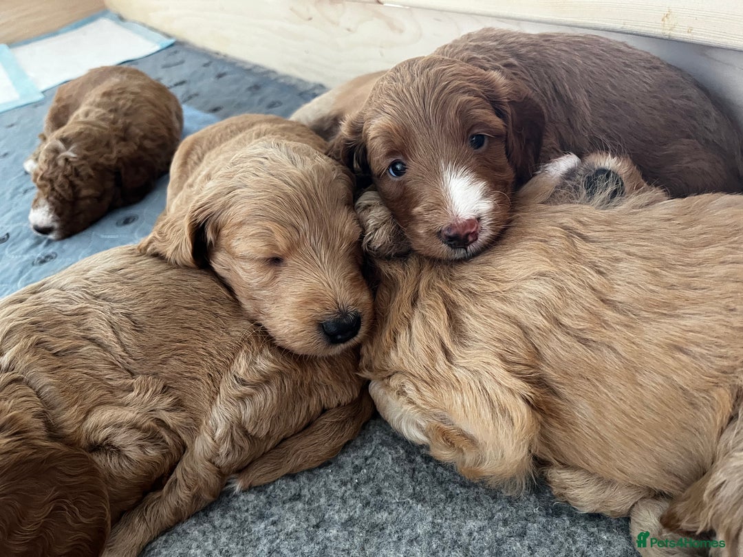 Double Doodle dogs for sale: Beautiful Double Doodle Puppies - Image 14