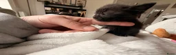 Mixed Breed cats for sale: Black and white female kitten  - Advert 12
