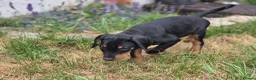 Dobermann dogs for sale: ⭐️⭐️⭐️⭐️⭐️ KC Reg Euro Dobermann male available.  - Advert 11