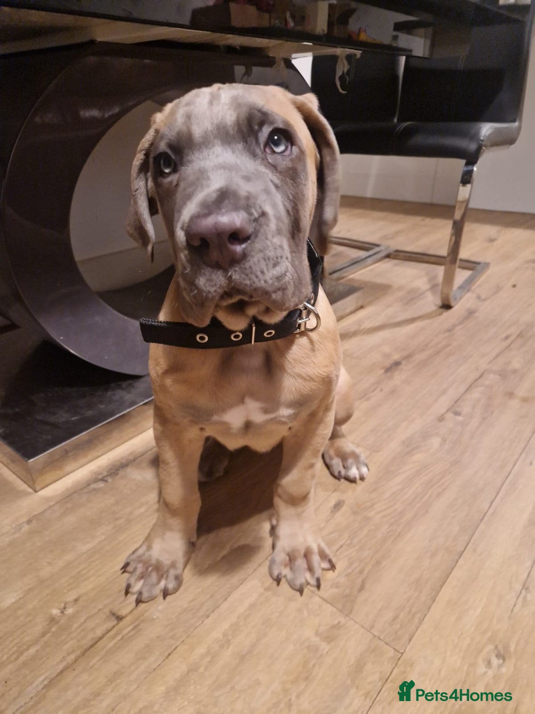 Cane Corso dogs for sale: Purebred Cane Corso Puppies – Exceptional Parent - Advert 18