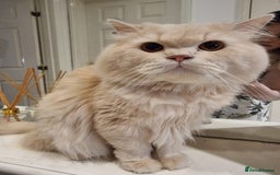 Persian cats for sale: Persian Dollface Kittens  - Image 9