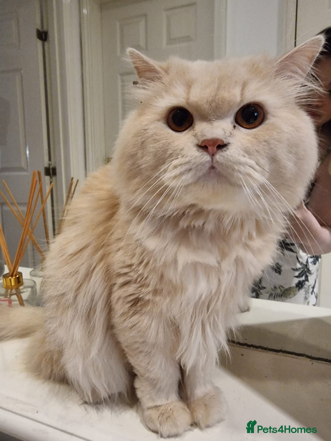 Persian cats for sale: Persian Dollface Kittens  - Image 9