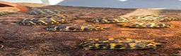 Tortoise reptiles for sale: Western herman Tortoise (Hermanni Hermanni) - Advert 2