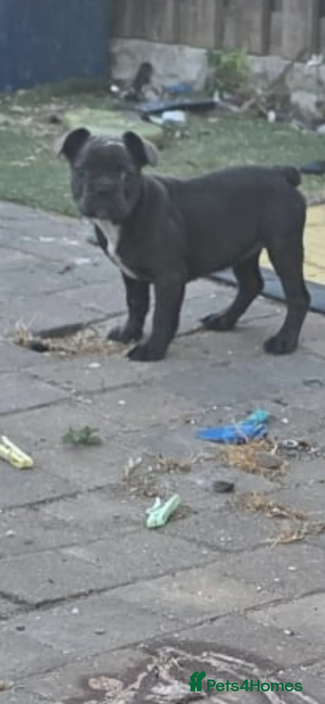 French Bulldog dogs for sale: French bulldog females  in Rotherham - Advert 2