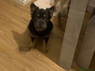 French Bulldog dogs Fluffy BOY- Chocco 😍 - Advert 7