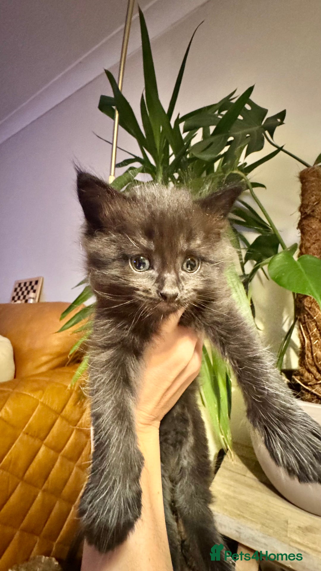 Maine Coon cats for sale: Maine coon cross kitten  - Advert 10