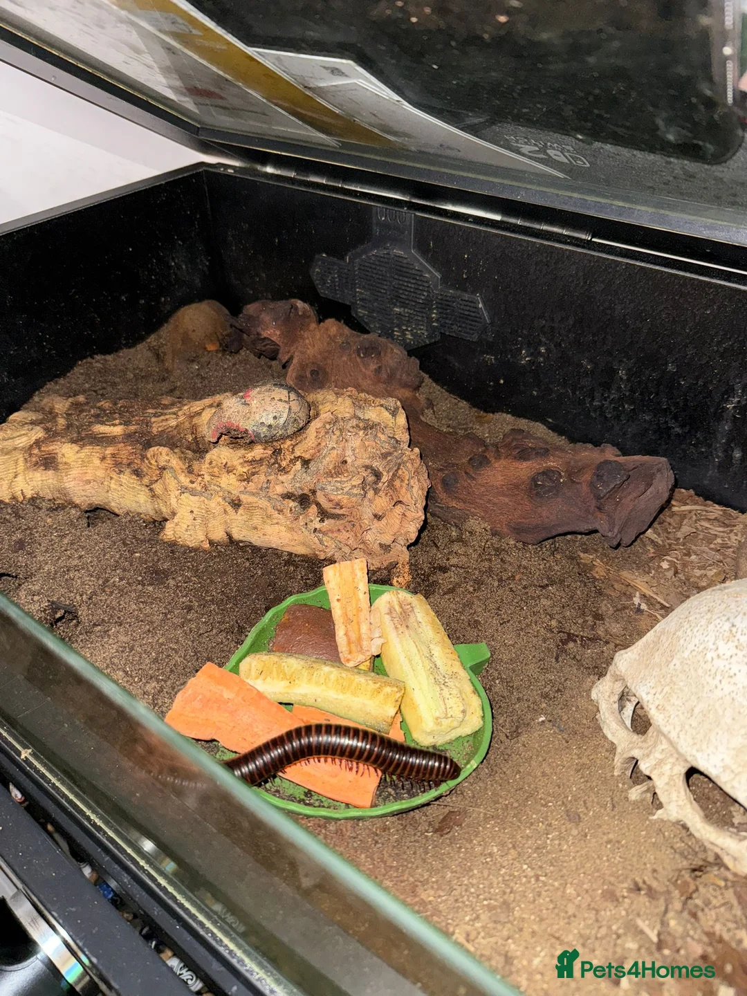 Millipedes invertebrates for sale: 3 giant millipedes and set up for sale  - Advert 2