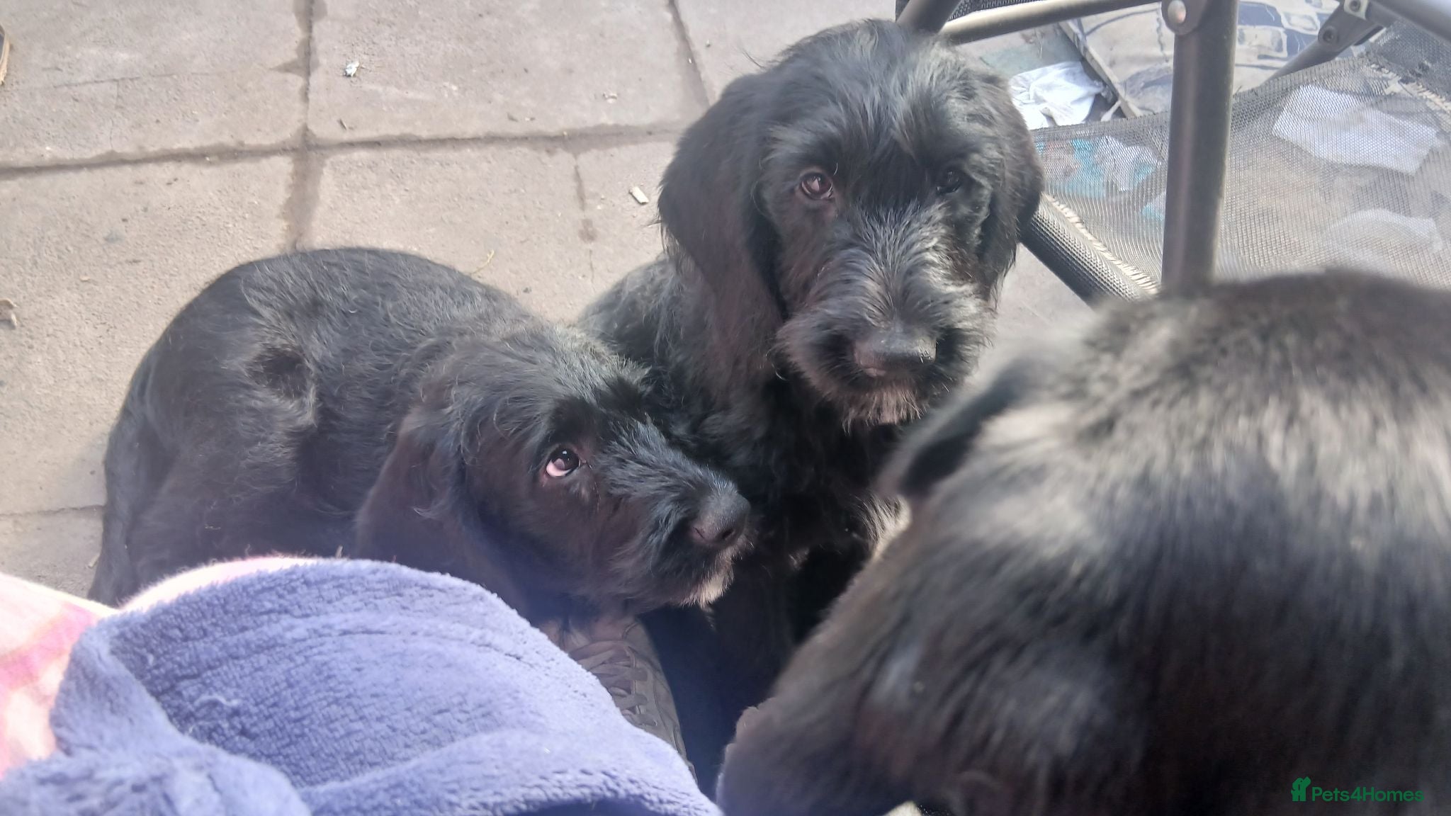Mixed Breed dogs Last 3 gorgeous Cockapoo x Ready for new homes - Advert 1