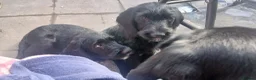 Mixed Breed dogs for sale: Last 3 gorgeous Cockapoo x Ready for new homes - Advert 1