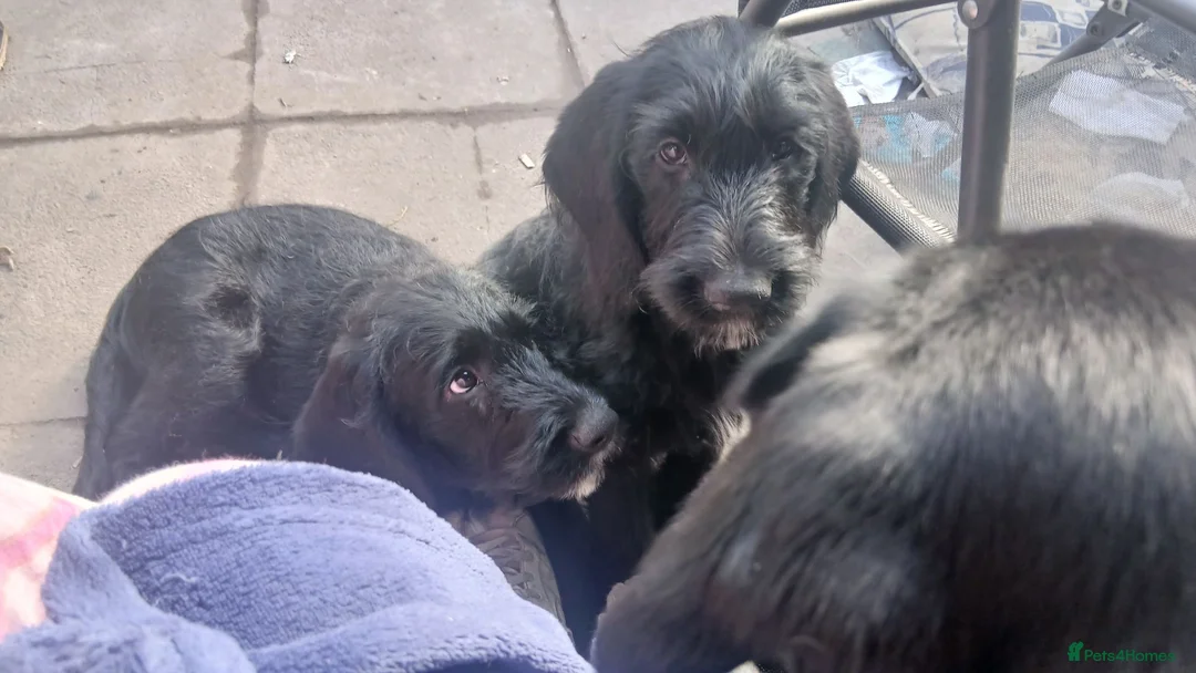 Mixed Breed dogs for sale: Last 3 gorgeous Cockapoo x Ready for new homes - Advert 1