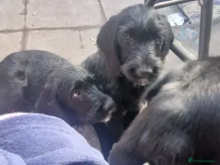 Mixed Breed dogs Last 3 gorgeous Cockapoo x Ready for new homes - Advert 1
