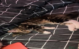 Maine Coon cats for sale: Maincoon x tabby cat  - Image 4