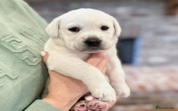 Labrador Retriever dogs for sale: 7 kc rg beautiful lab puppies - Image 2