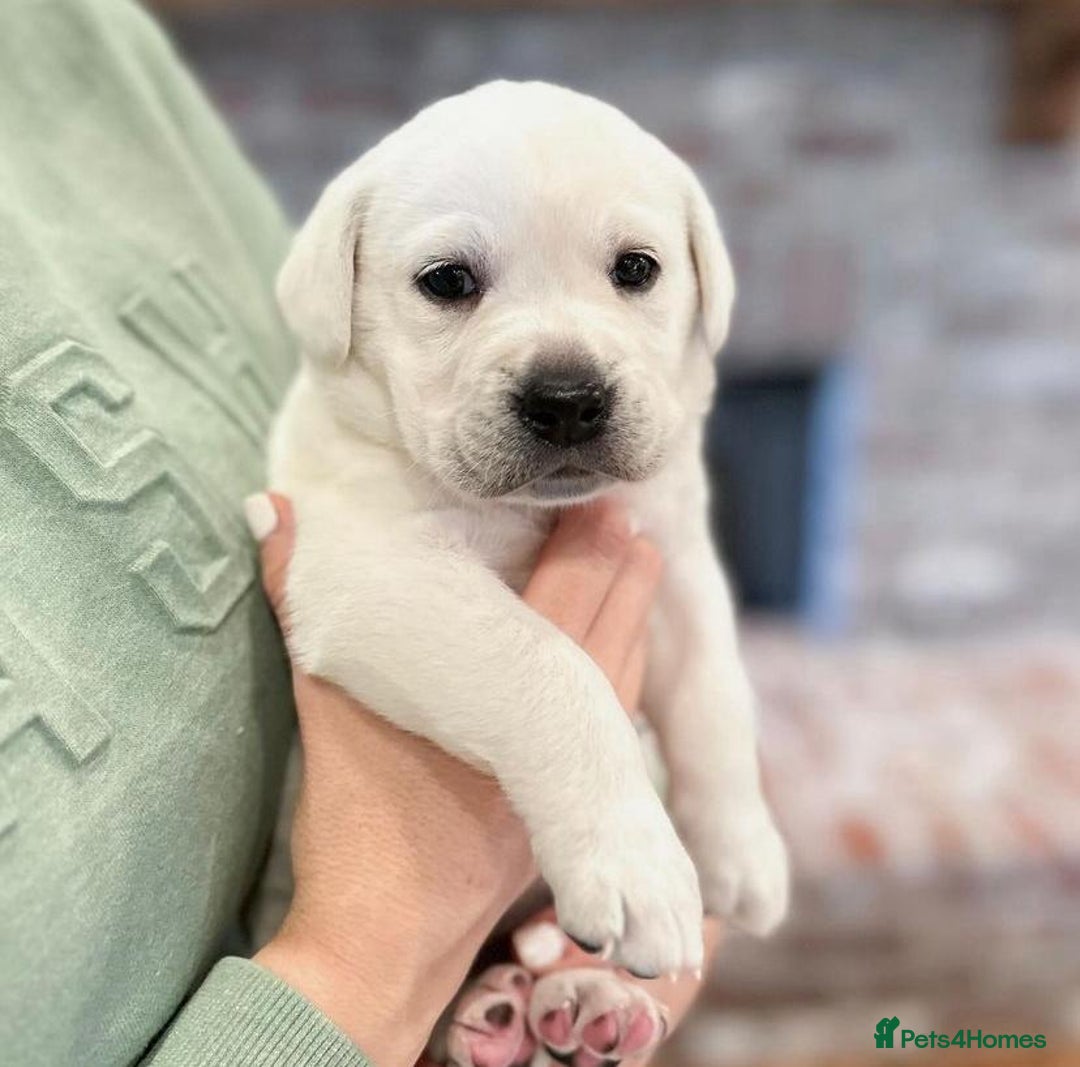 Labrador Retriever dogs for sale: 7 kc rg beautiful lab puppies - Image 2
