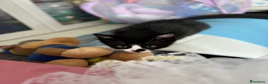Mixed Breed Kitten 2