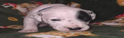 Mixed Breed dogs for sale: Dalmatian x Labrador puppies in Grimsby - Advert 12