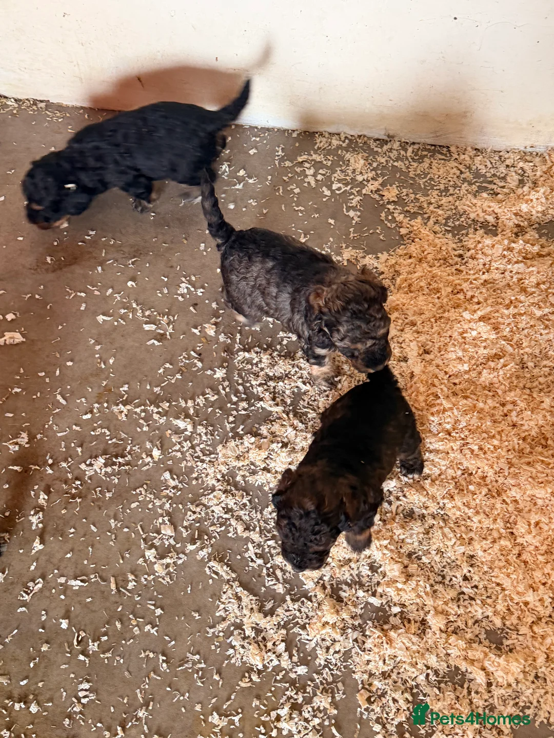 Cockapoo dogs for sale: F1 puppies cockatoo - Advert 2