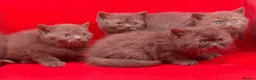British Shorthair cats for sale: Pedigree Chocklate cinnamon British short hair  - Advert 1