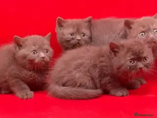 British Shorthair cats Pedigree Chocklate cinnamon British short hair - Advert 1