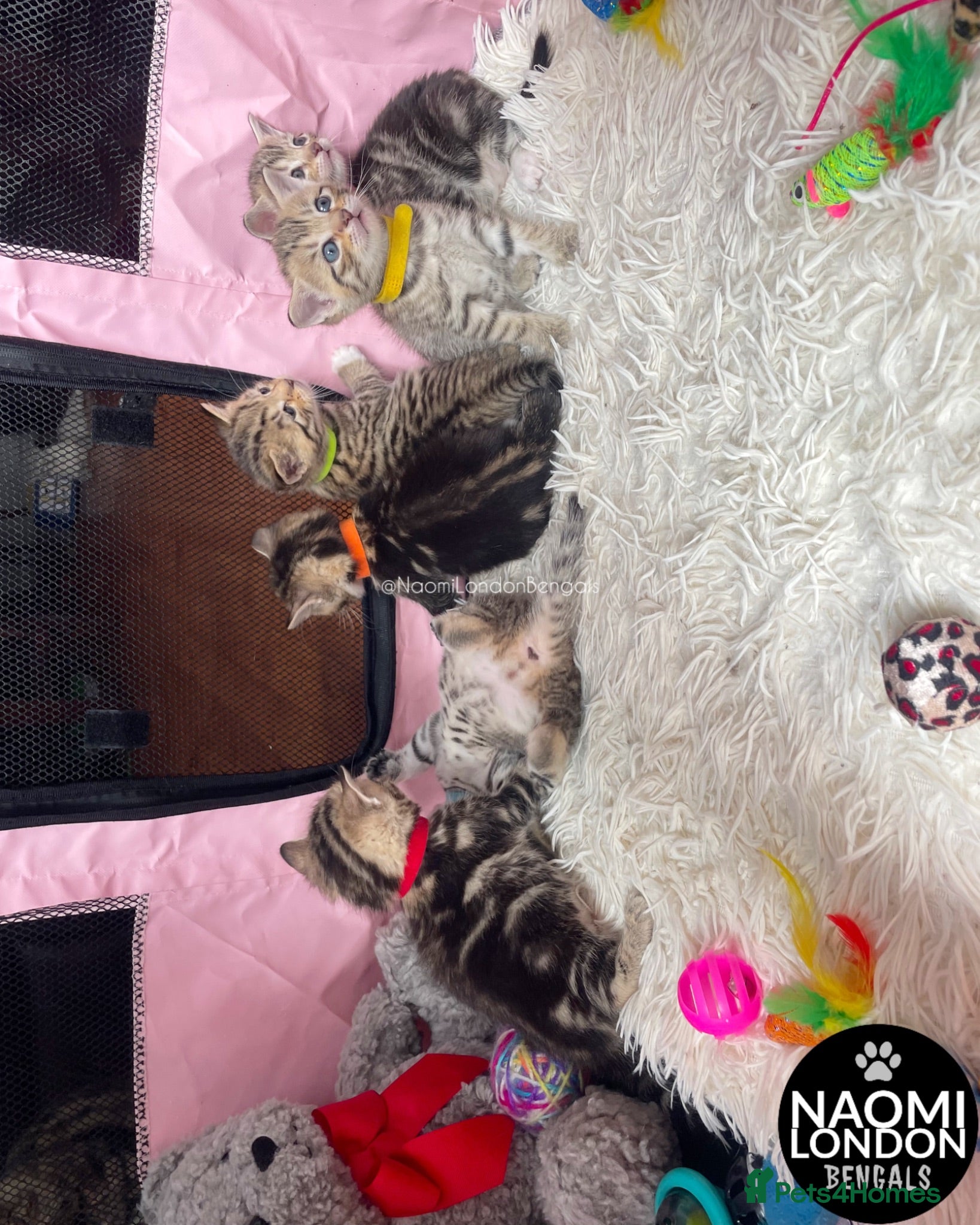 Bengal cats 🌈 BENGAL KITTENS 🌈 ⭐️⭐️⭐️⭐️⭐️ - Advert 2
