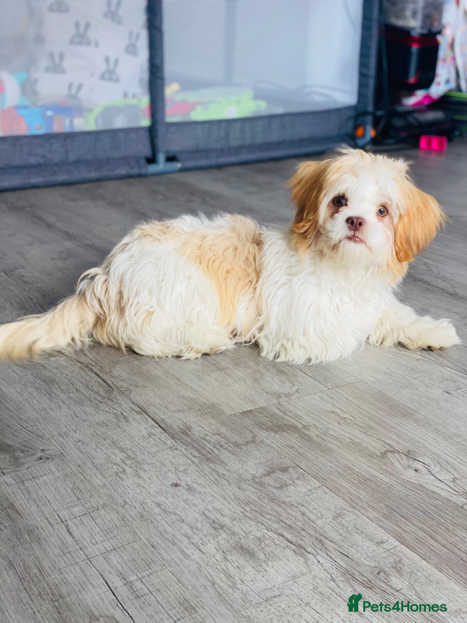 Shih Tzu dogs Sad sale - Advert 13