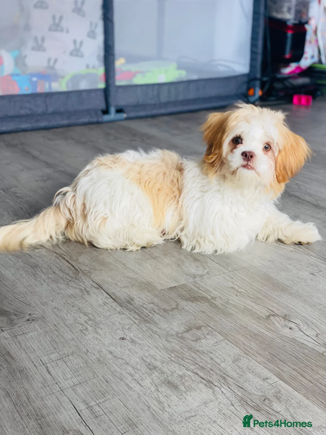 Shih Tzu dogs for sale: Sad sale - Advert 1