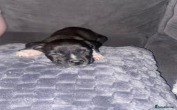 Mixed Breed dogs for sale: Alpha bulldog cane corso  - Image 2
