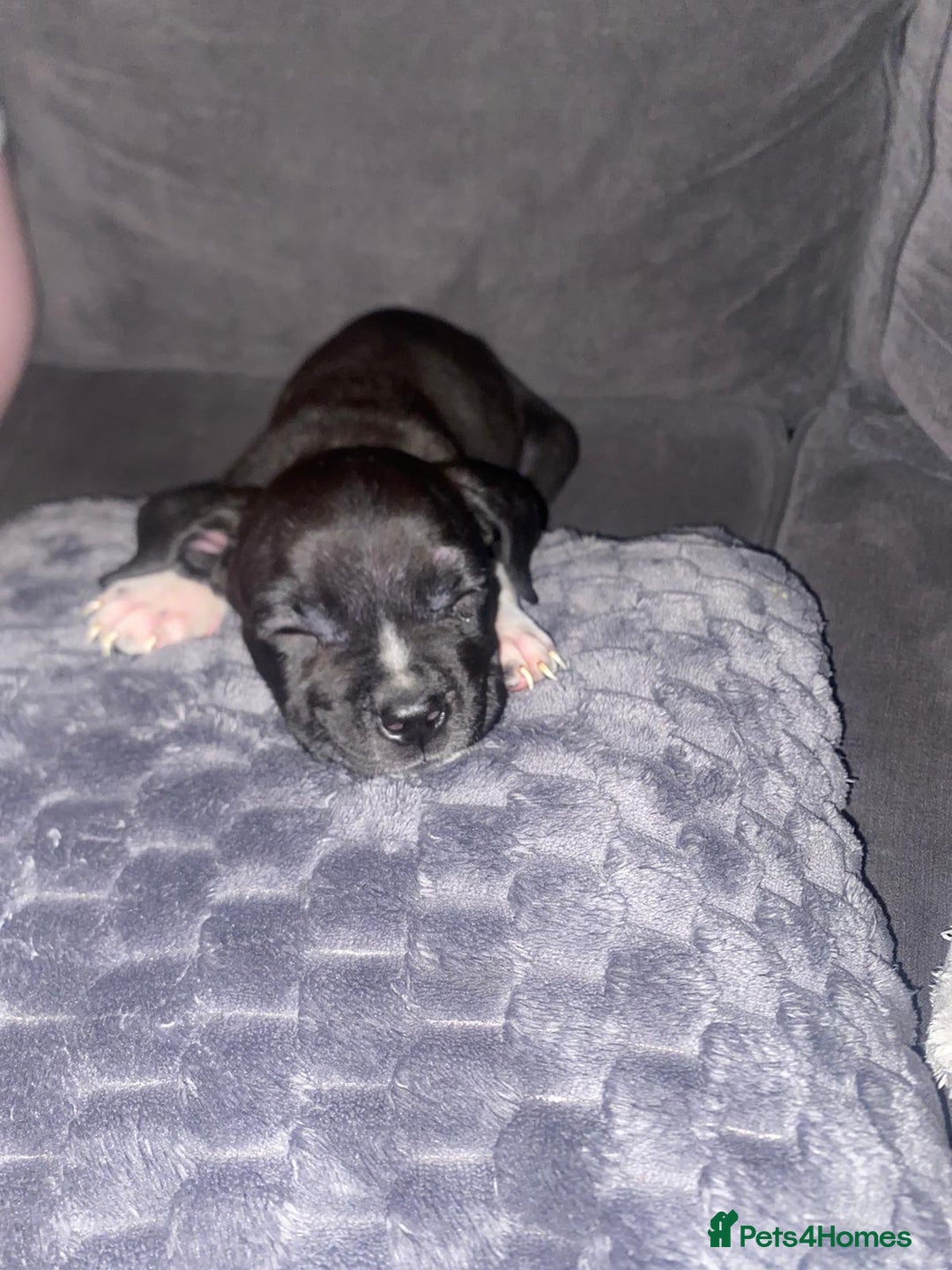 Mixed Breed dogs for sale: Alpha bulldog cane corso  - Image 2