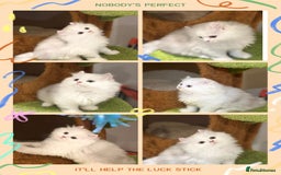 Munchkin cats for sale: Super stunning & rare Minuet - Image 4