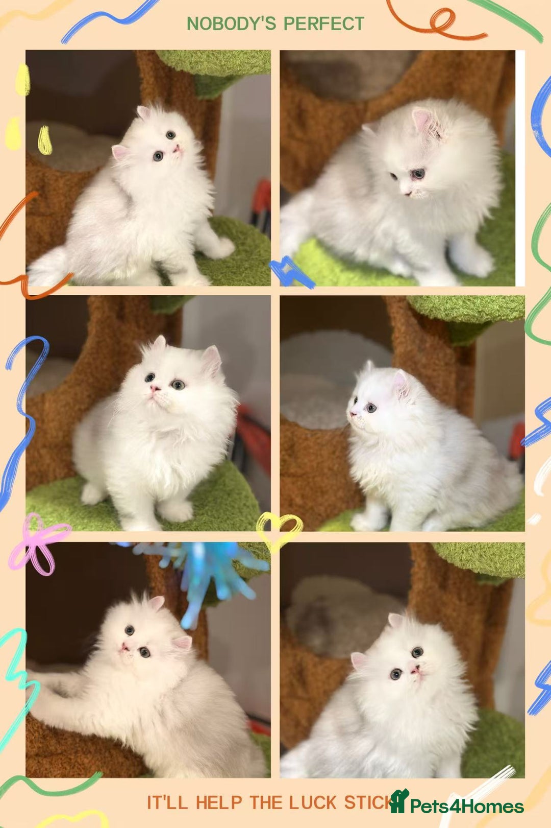 Munchkin cats for sale: Super stunning & rare Minuet - Image 4