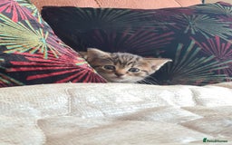 Domestic Shorthair cats for sale: 5 beautiful kittens for sale - Image 8