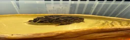 Lizard reptiles for sale: Two Healthy Pacman Frogs (Horned Frogs) – £20 Each - Advert 3