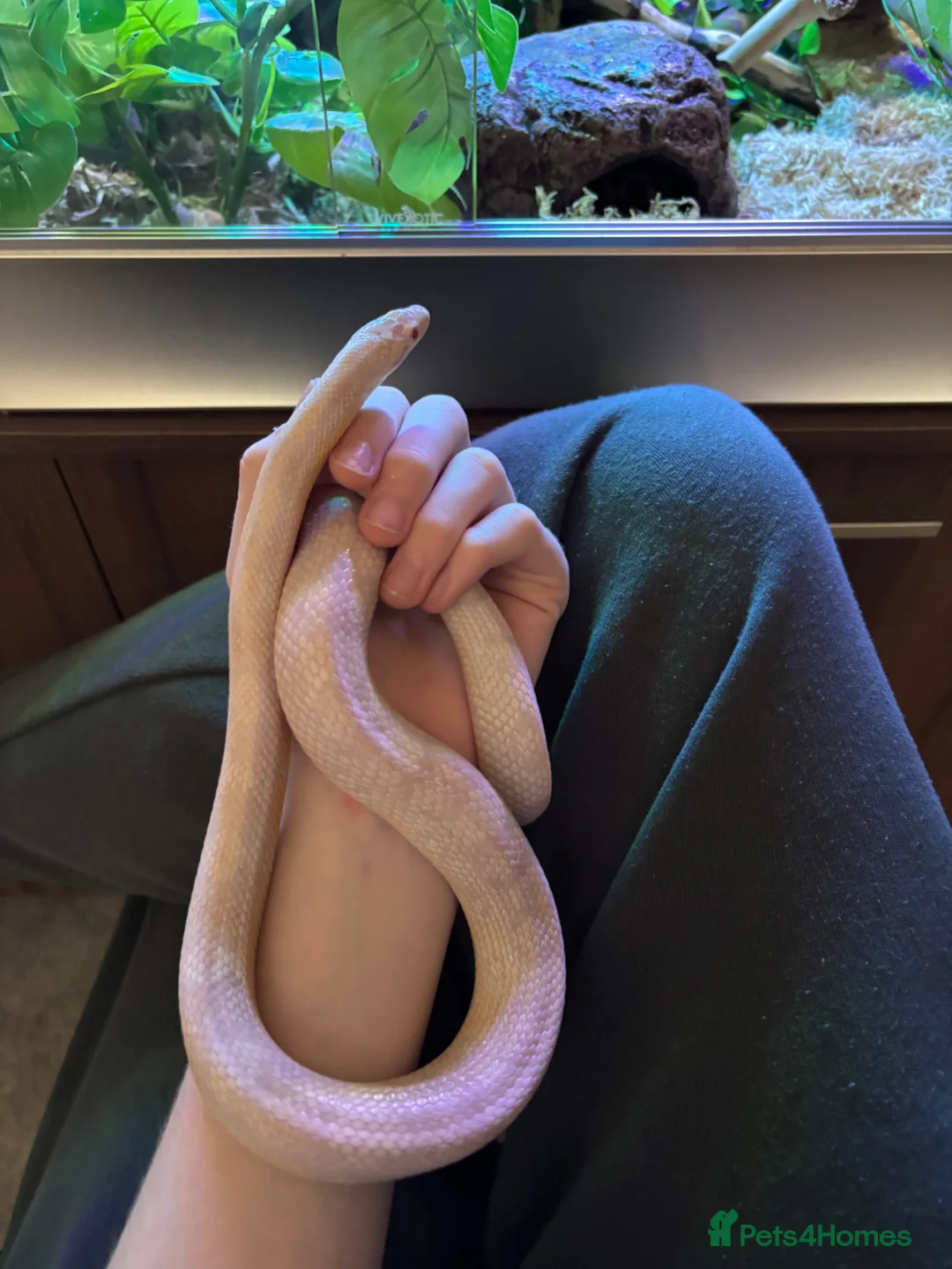 Corn Snake reptiles for sale: Female corn snake  in Dover - Advert 2