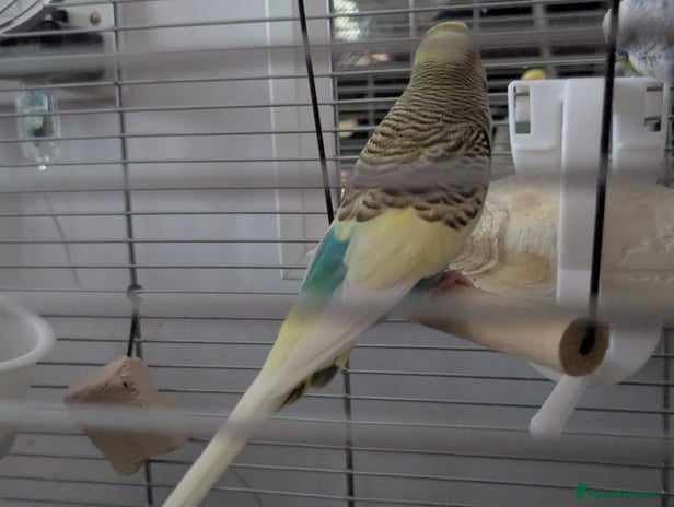 Budgerigars birds in Epsom - Advert 1