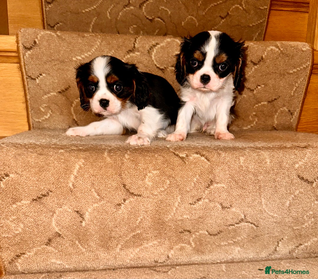 Cavalier King Charles Spaniel dogs for sale: Cavalier King Charles puppy’s  - Advert 20