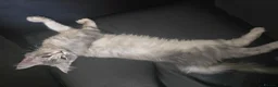 Maine Coon cats for sale: READY NOW Maine Coons Shaded & Silver - Advert 25