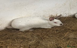 Californian rabbits for sale: Young Californian breeding trio  - Image 2