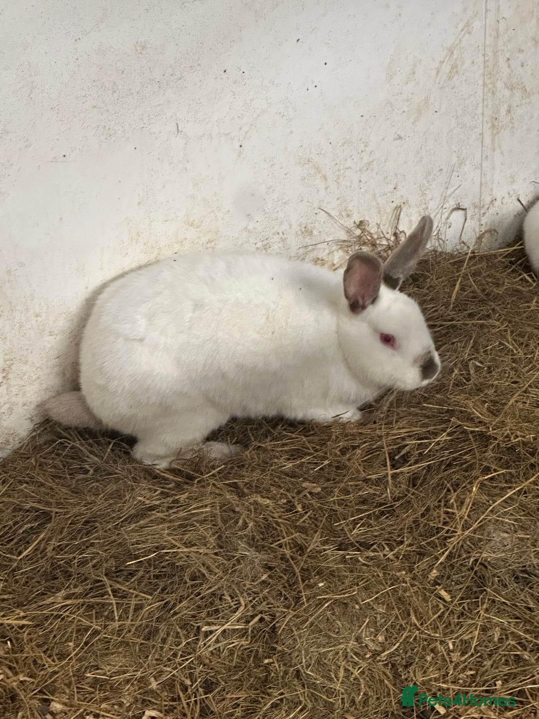 Californian rabbits for sale: Young Californian breeding trio  - Image 2