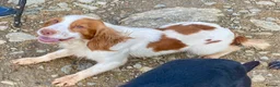 Cocker Spaniel dogs for sale: Cocker Spaniel puppy for sale in Inverness - Advert 3