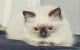 Ragdoll cats for sale: Blue Point Ragdoll Kittens for sale   - Image 6