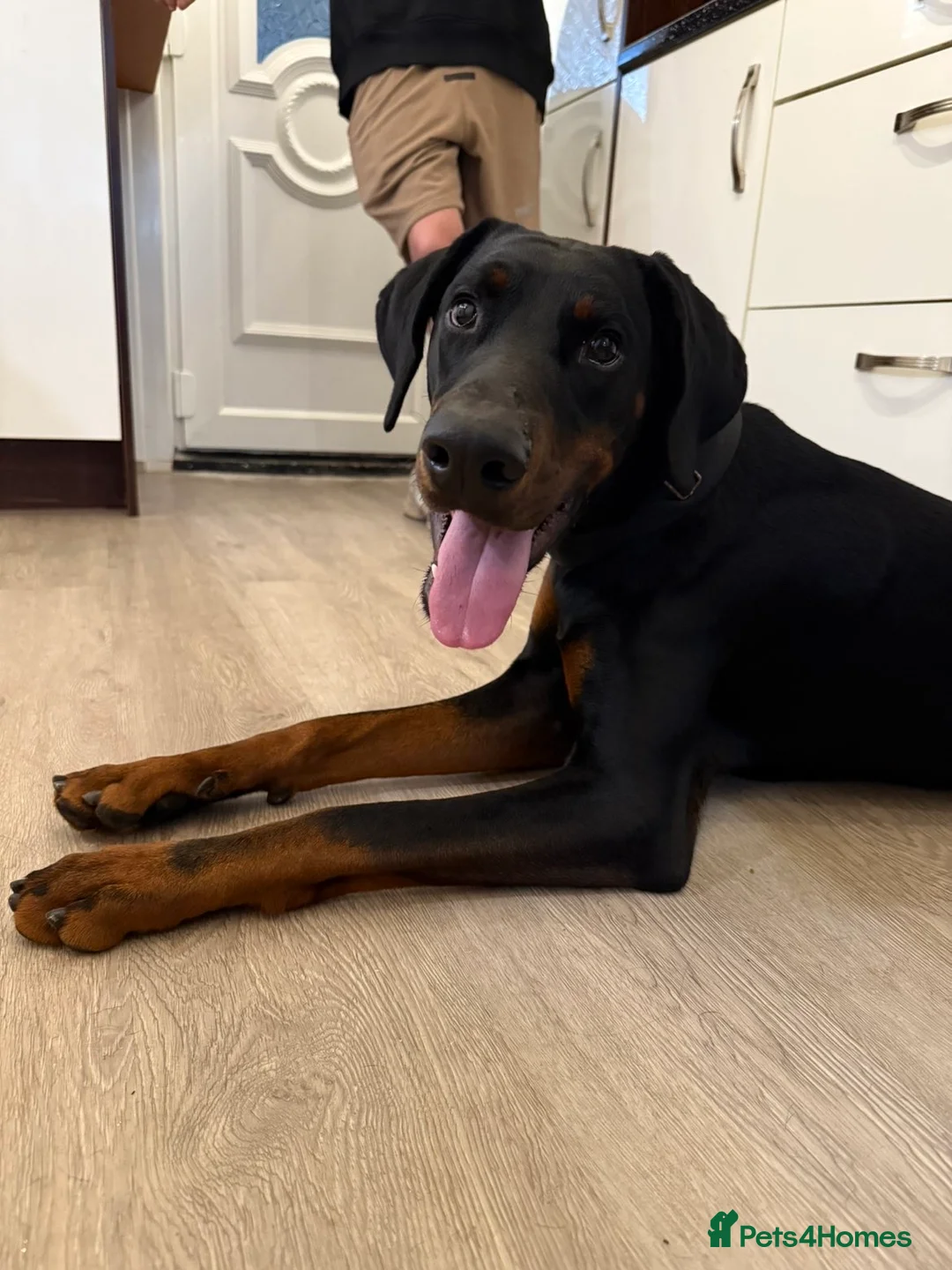 Dobermann dogs for sale: Doberman boy in Scunthorpe - Advert 3