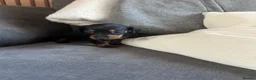 Dachshund dogs for sale: Beautiful dachshund puppies - Advert 5