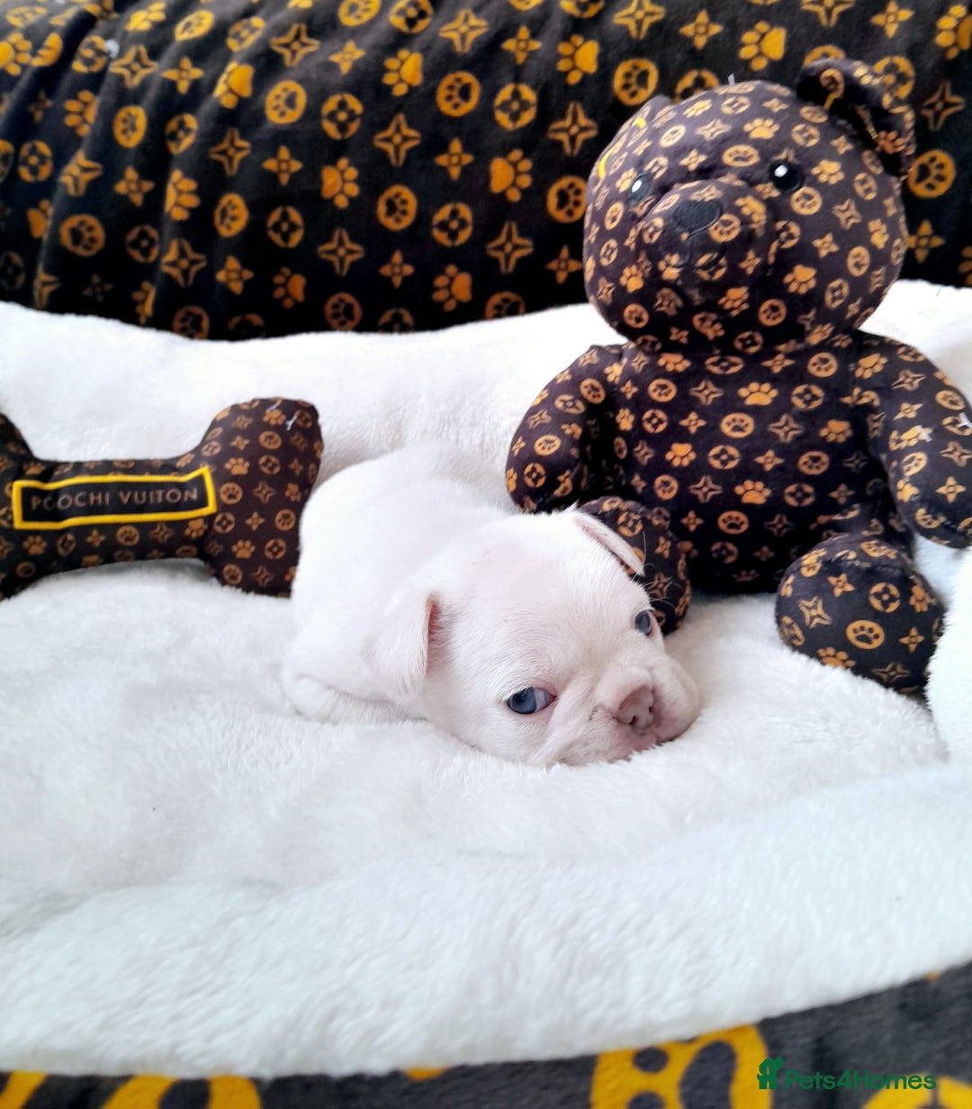 French Bulldog dogs for sale: French bulldog , merle, platinum, fluffy carriers. - Image 22